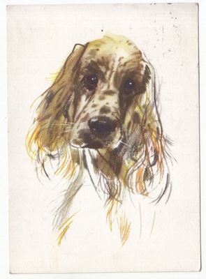 GRABIAŃSKI SPANIEL PIES RASOWY 1963