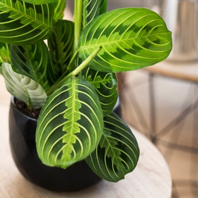 Maranta LEMON LIME - neonowy UNIKAT