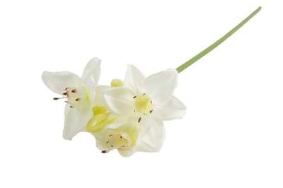 Eucharis kwiat sztuczny łodygowy 56 cm