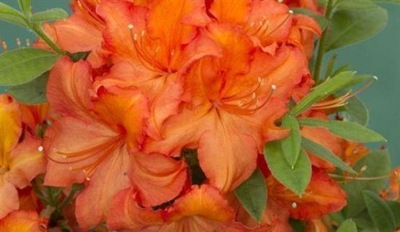 Azalia japońska 'Geisha Orange' Azalea pomarańczowa 1,5L