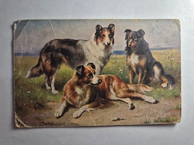 Pocztówka psy 1921 r.