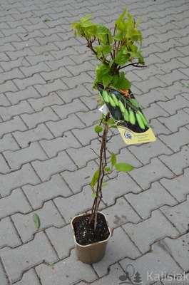 Aktinidia pstrolistna 'Vitakola' 60-80 cm 2L