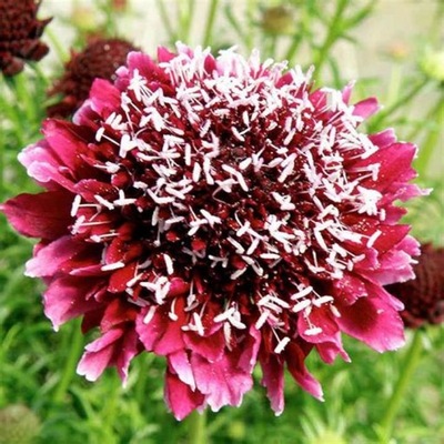 Driakiew purpurowa, Scabiosa atropurpurea