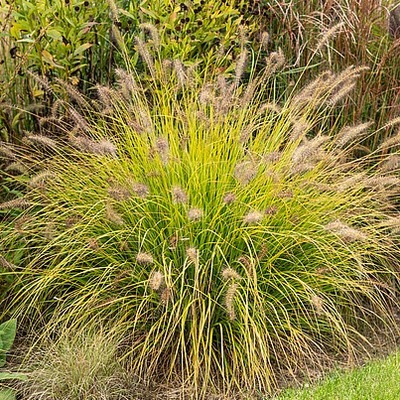 Rozplenica 'Hameln Gold' (Pennisetum alopecuroides)