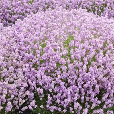 LAWENDA (Lavandula angustifolia 'Rosea')