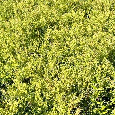 Tawuła szara 'Grefsheim' Trzyletnia sadzonka (Spiraea cinerea)