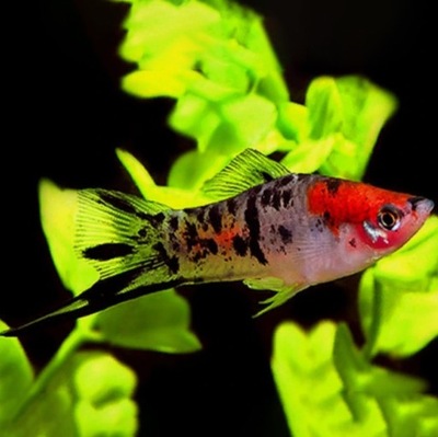 Mieczyk Tricolor – Xiphophorus hellerii akwa_fan