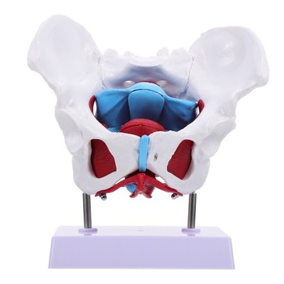 Szkolenie medyczne dotyczące modelu anatomicznego mięśni miednicy