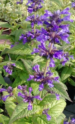 Kocimiętka NEPTUNE BOKRATUNE (Nepeta kuban.) P9