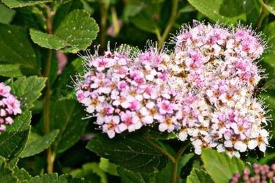 TAWUŁA GĘSTOKWIATOWA SPIRAEA DENSIFLORA KRZEW C