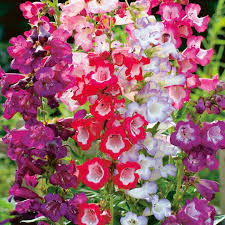 Penstemon, Penstemon gentianoides mix