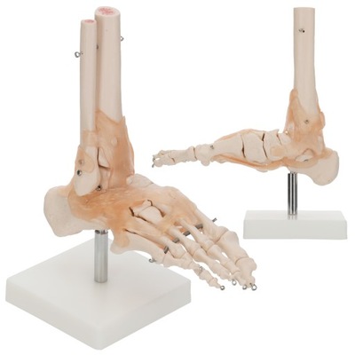 MODEL ANATOMICZNY STAWU SKOKOWEGO Z WIĘZADŁAMI EDUKACYJNY