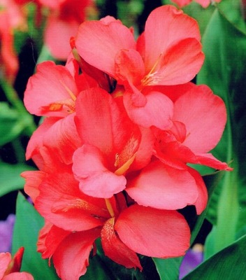Kanna Canna Paciorecznik Orchid 2 szt