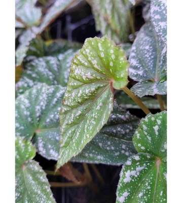 Begonia lukuana