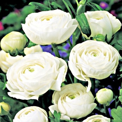 Ranunculus - JASKIER Biały White 1 szt + JAKOŚĆ