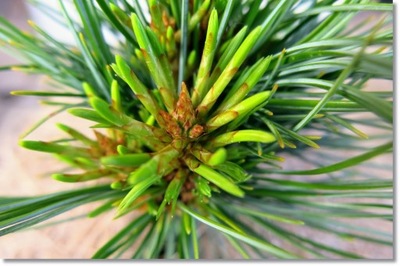 Pinus koraiensis 'Anton' - Nowość !!!