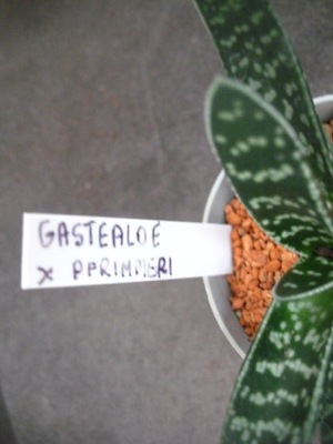 Gasteraloe x ... 2963 don 6,5cm PS5748H