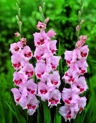 MIECZYK GLADIOLUS WINE AND ROSES WIELOKOLOROWY 5 sztuk