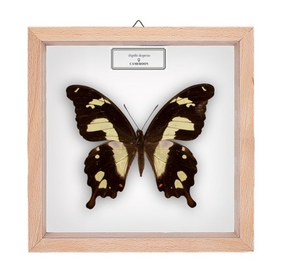 Motyl w gablotce Papilio hesperus - samica