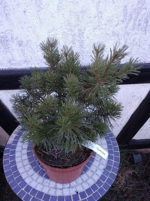 Pinus sylvestris 'Chantry Blue' - Sosna pospolita