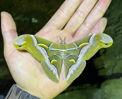 Motyl Philosamia Cynthia Okaż Rzadki Kolekcjonerski Owad