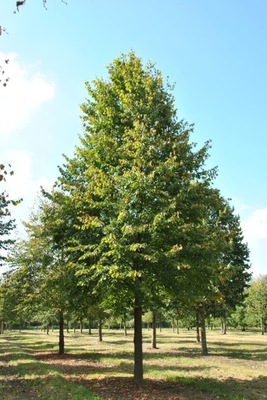 Lipa drobnolistna BARDZO MIODODAJNA SADZONKA tilia cordata