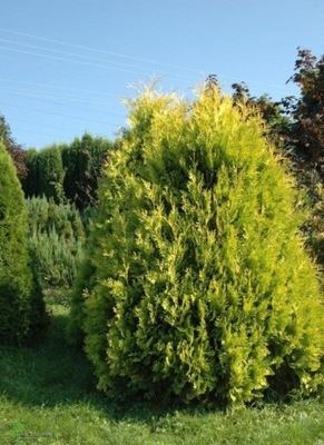 Thuja Tuja Żywotnik zachodni Aurescens