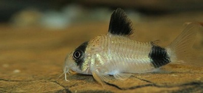 Kirysek panda - Corydoras panda