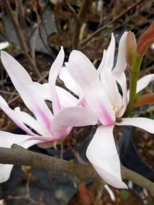 Magnolia Loebnera LEONARD MESSEL