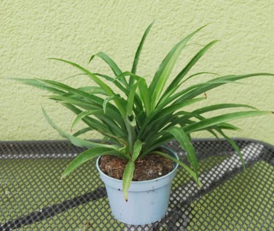 ZIELISTKA ZIELONA CHLOROPHYTUM STERENBERGA