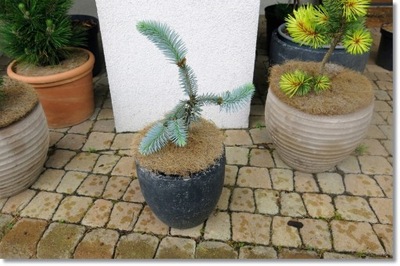 Picea pungens 'Pendens' - !!! !!! !!!