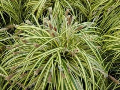 Trawa, Turzyca Oszimska "carex" EVERGOLD