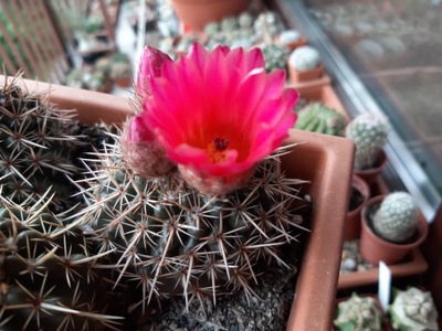 KAKTUSY. Notocactus submammulosus v. minor JO336