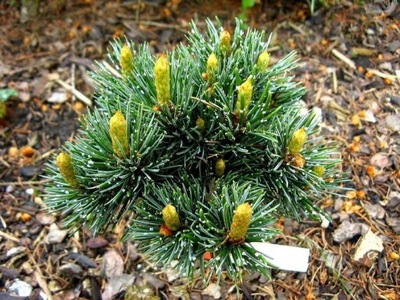 Sosna oścista 'Silver Wonder' Pinus aristata