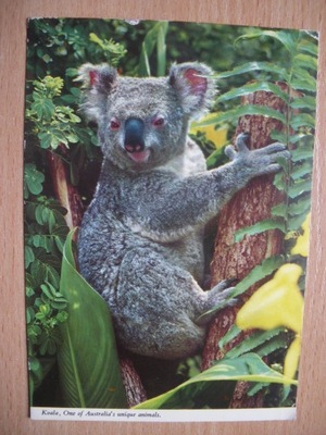 Australia Miś Koala Najbardziej kochane dzikie zwierzę Australii