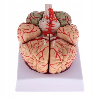 Model ludzkiego mózgu, anatomicznie dokładny mózg