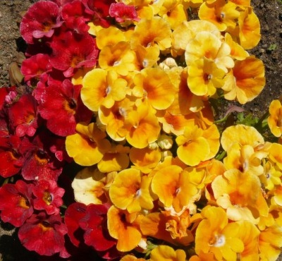 464. Nemezja, Jawnostka