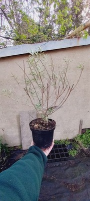 Budleja Dawida 'Nanho Blue' - Buddleja davidii 'Nanho Blue'(C2)