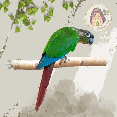 Żerdź brzozowa dla papug rozm. S/M od PARROT DISASTER