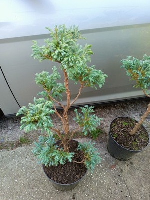 Cyprysik Boulevard bonsai formowany duży okaz