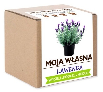 Zestaw do uprawy LAWENDA