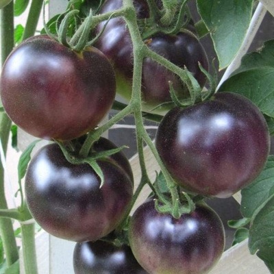 Pomidor koktajlowy black cherry 0,2g