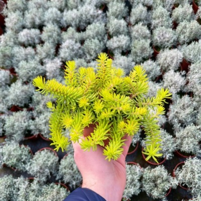 Nizzai arany a kertedben Palánták a cserépben P12