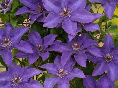 Clematis, Powojnik 'The President'