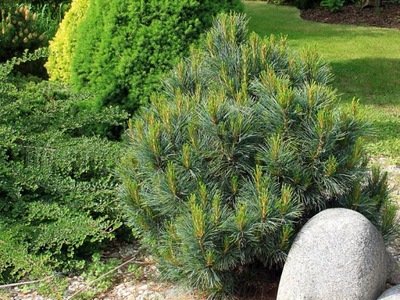 SOSNA 'Pinus' GLAUCA COMPACTA