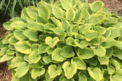 Funkia- Hosta GOLDEN TIARA