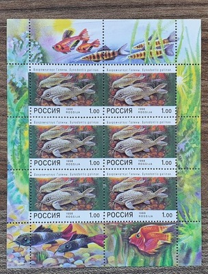 Fauna - Ryba - Rosja