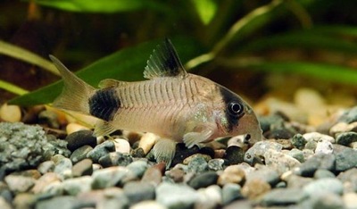 Kirys Panda - Corydoras Panda