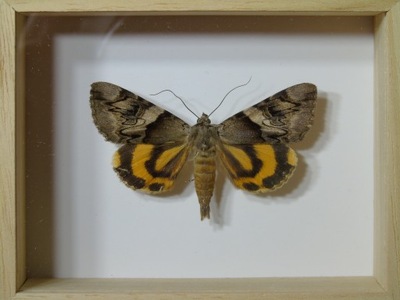 Motyl w ramce / gablotce 10x8cm . Catocala fulminea - Polska ćma .
