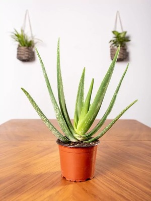 Aloes leczniczy